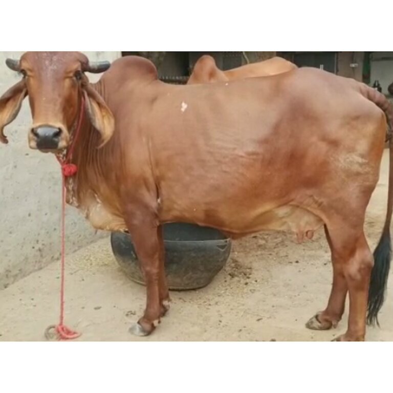 Gir Cow G0432